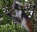 Red colobus monkey at Jambiani
